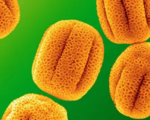Granule: Primrose Pollen