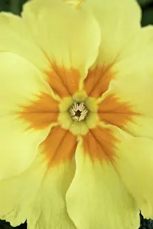 Primrose: Primrose, Primula, Close top view of one yellow