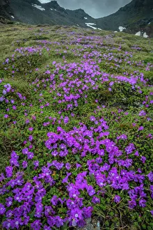 Fairy: Least Primrose, Primula minima, on Grossglockner