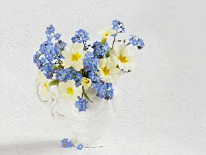Vase: Primrose, Primula vulgaris and Forget-me-not, Myosotis