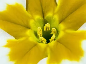 Morph: Detail of Primrose - Thrum flower stamen morph