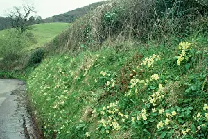 Primroses: Primroses