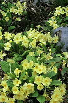 Primroses: Primroses