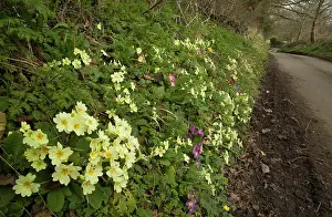 Tranquillity: Primroses - Dorset roadside verge in early spring