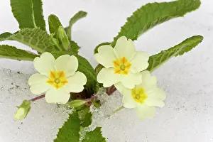 Primrose: Primroses - in snow - March