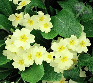 Primroses: Primroses - spring