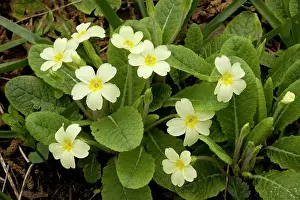 Primroses: Primroses in spring