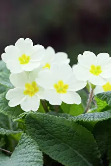 Primroses: Primroses - Spring