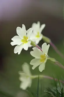 Primroses: Primroses spring