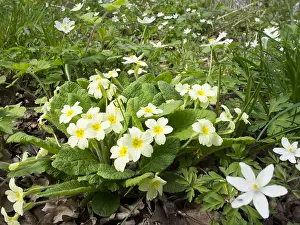 Birmingham: Primroses and Wood anemones - Birmingham UK Primroses