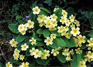 Primrose: Primroses and Wood Violet in old hedgebank