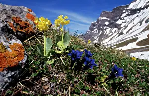 Gentiana: Primula auricula - & Gentiana kochiana