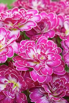 Candy: Primula Belarina Candy Frost - Norfolk UK