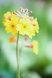 Primula: Primula bulleyana, Candelabra primula, Yellow, Green, Perenn