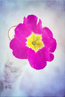 300119: Primula Flower - Textured Image