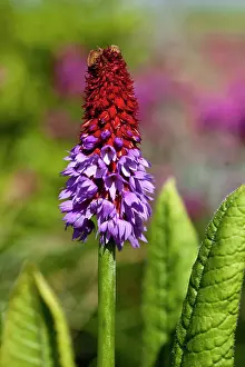 Poker: Primula, Primrose