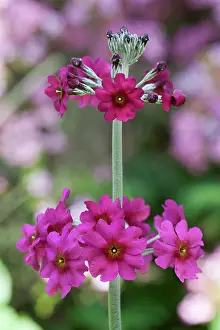Candelabra: Primula, Primrose, Candelabra primrose