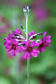 Candelabra: Primula, Primrose, Candelabra primrose