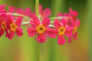 Primrose: Primula, Primrose, Candelabra primrose, Primula