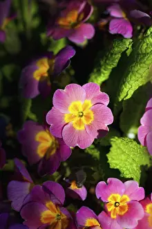 Primrose: Primula, Primrose, Close up of pink coloured flowers
