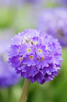 Denticulata: Primula, Primrose, Drumstick primrose