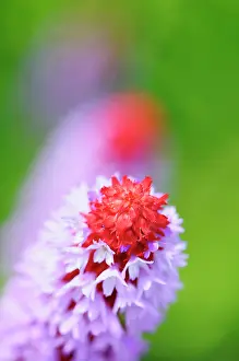 Primrose: Primula, Primrose, Primula vialii, Mauve coloured flowers on