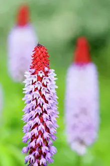 Primrose: Primula, Primrose, Primula vialii, Mauve coloured flowers on