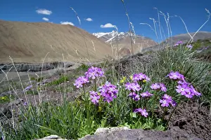 Joanna Van Gruisen: Primula sp