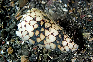 Conus: Princely Cone Shell TK1 dive site, Lembeh Straits