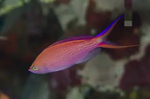 Anthias: Princess Anthias - Red Cliff dive site, Gunung