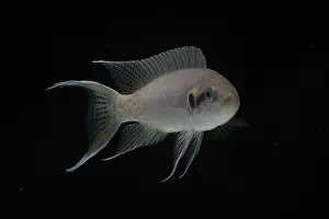 Princess: Princess of Burundi swimming in an aquarium