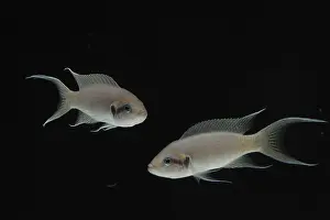 Princess: Princess of Burundi swimming in an aquarium