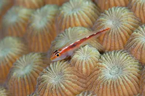 Ampat: Princess Dwarfgoby