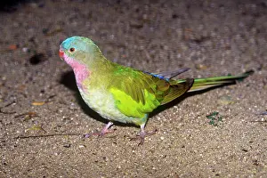 Princess: PRINCESS PARROT