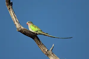 Princess: Princess Parrot - on dead tree branch