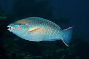 Princess: Princess Parrotfish (Scarus taeniopterus)