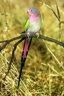 Princess: PRINCESS OF WALES PARROT