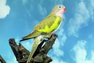 Princess: Princess of Wales Parrot