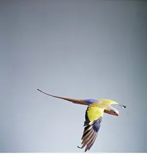 Princess: Princess of Wales Parrot - in flight