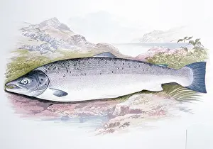 Salmons: Print - 19 century coloured lithograph of SALMON