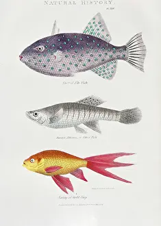 19th: PRINT of spotted file fish, 19th Century Lithograph