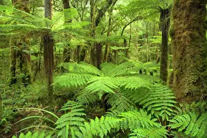 Moria: pristine rainforest - with many tree fern and lush