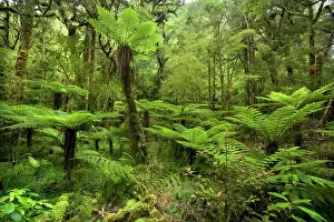 Moria: pristine rainforest - with many tree ferns and