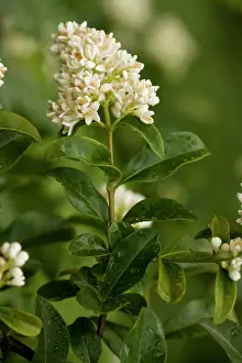 Privet: Privet