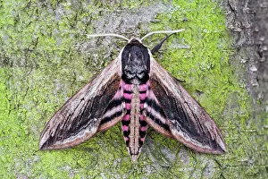 Privet: Privet Hawk-moth