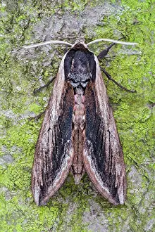 Privet: Privet Hawk-moth