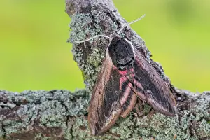 Lxe4n: Privet Hawk Moth