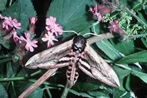 Ian Beames: PRIVET HAWK-MOTH