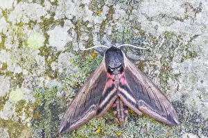 Kalmar: Privet Hawk Moth
