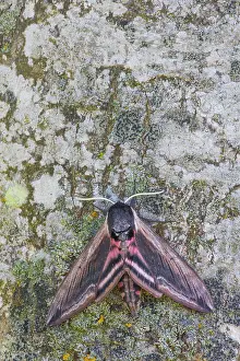 Kalmar: Privet Hawk Moth